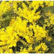 mimose-2