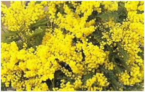 mimose-2